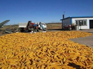 大商所什么条件能进价差策略是什么修改为在大商所怎样满足进价差策略的条件？这些条件有哪些实际影响？