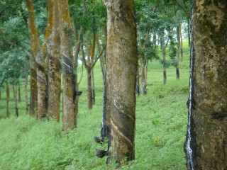 橡胶涨停的点数怎样确定？确定的依据是什么？