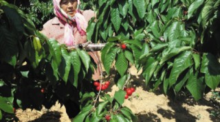 什么是风火重绿色股票？风火重绿色股票的发展趋势如何？