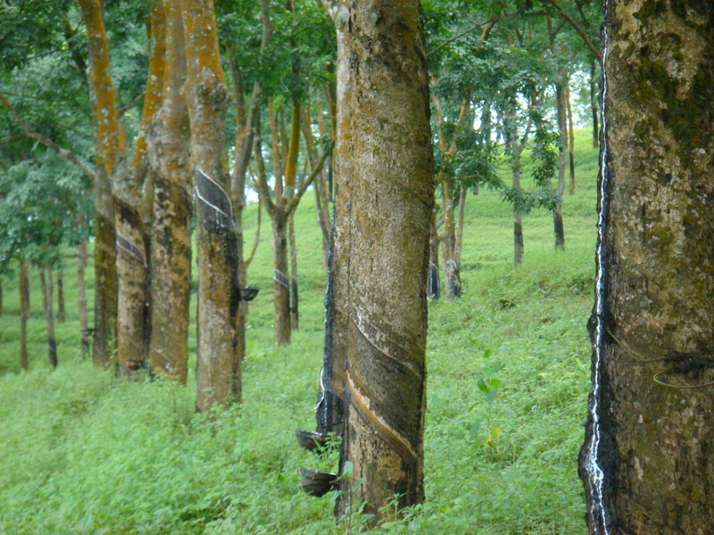 橡胶涨停的点数怎样确定？确定的依据是什么？  第1张