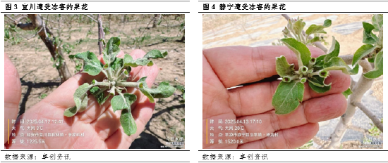 【花期调研】低温、大风或增加挂果欠佳的概率 第5张 【花期调研】低温、大风或增加挂果欠佳的概率 第5张